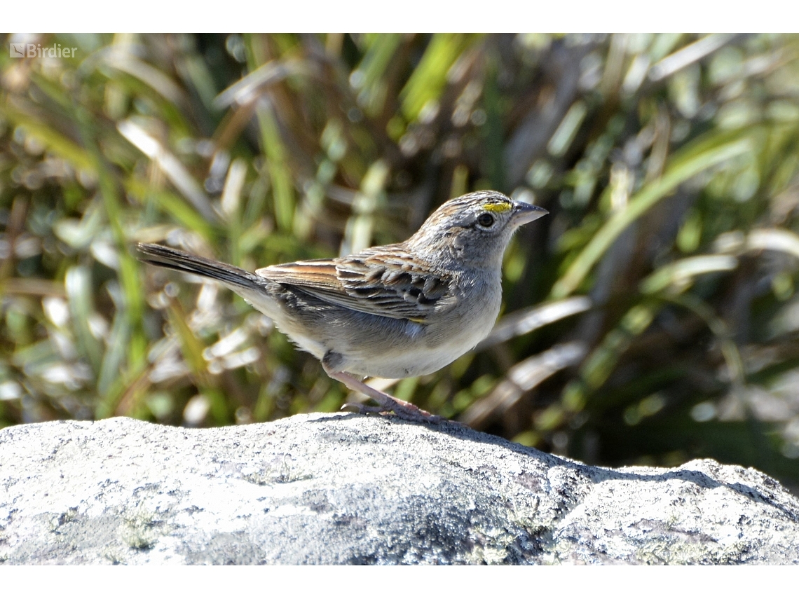 Ammodramus humeralis