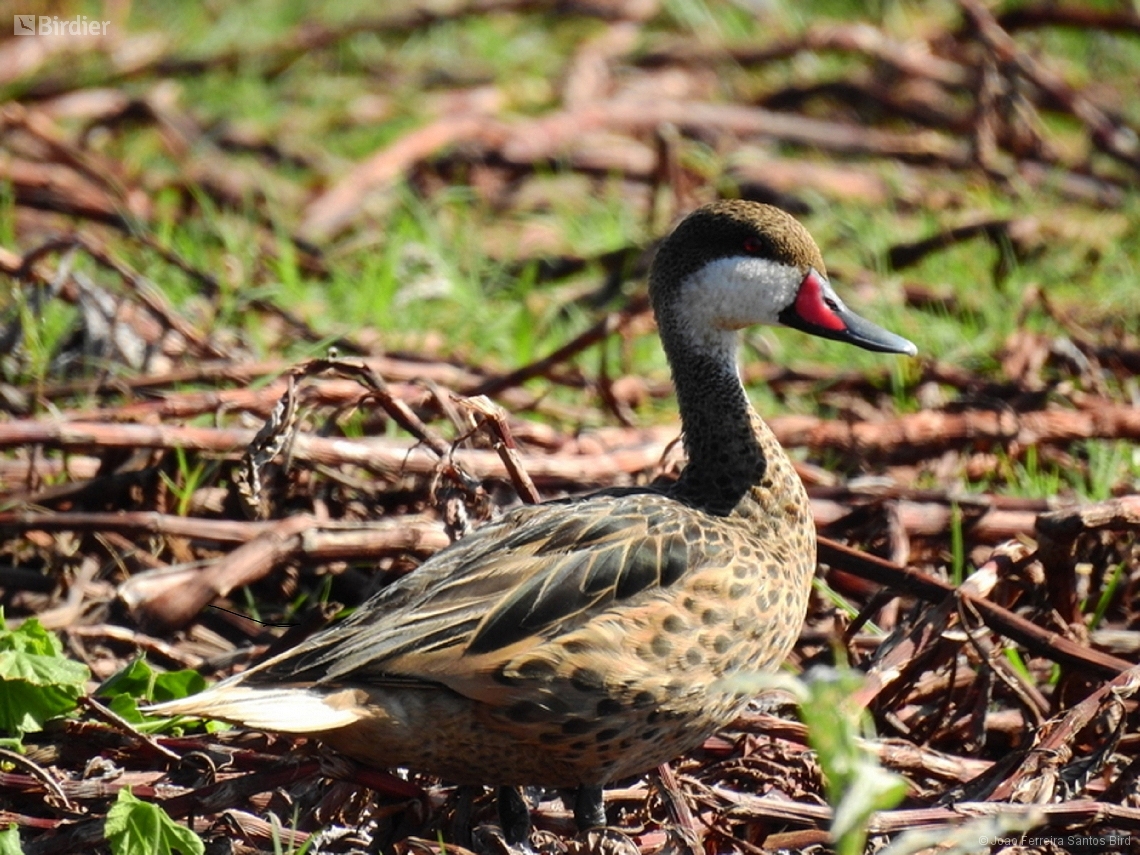 Anas bahamensis