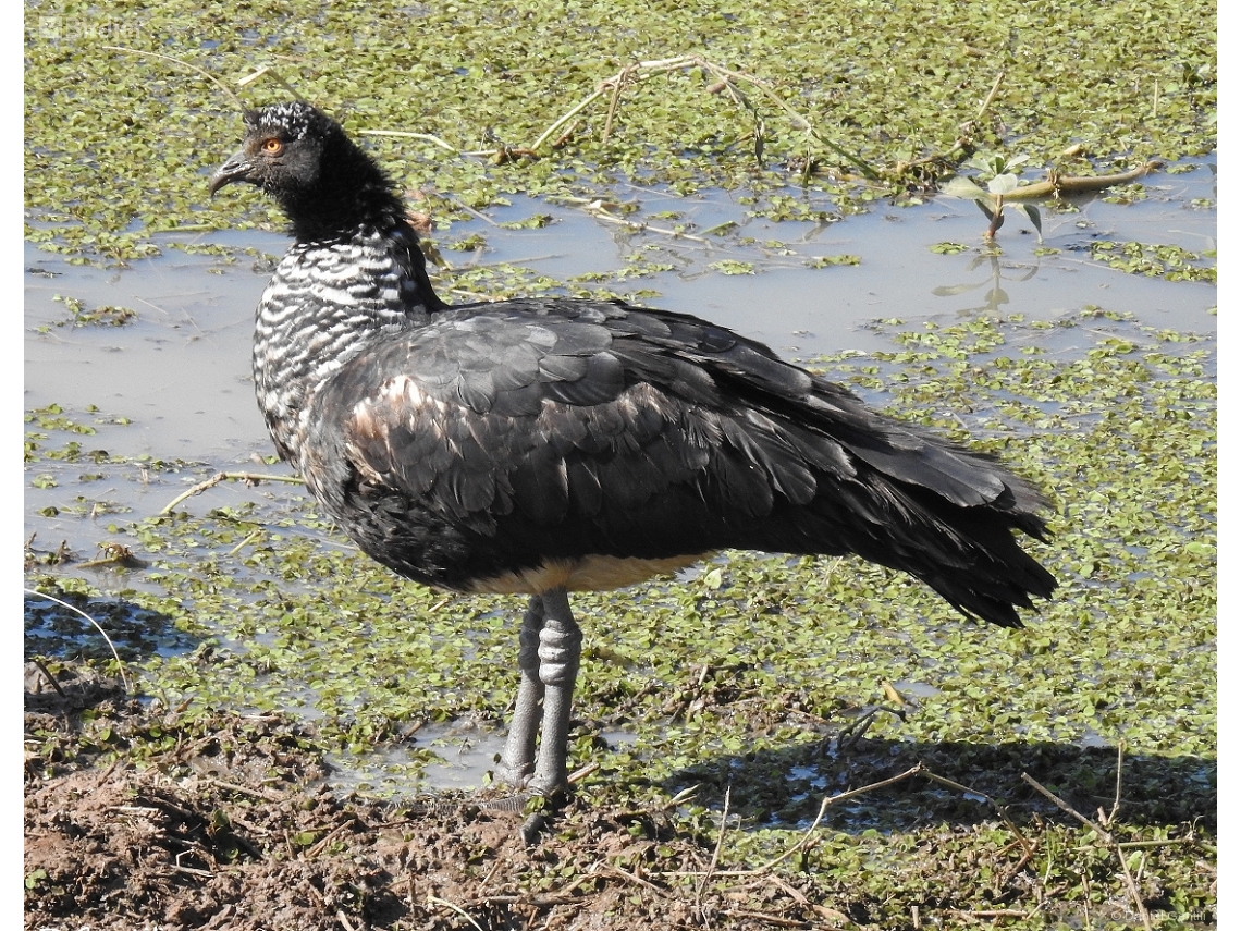Anhima cornuta