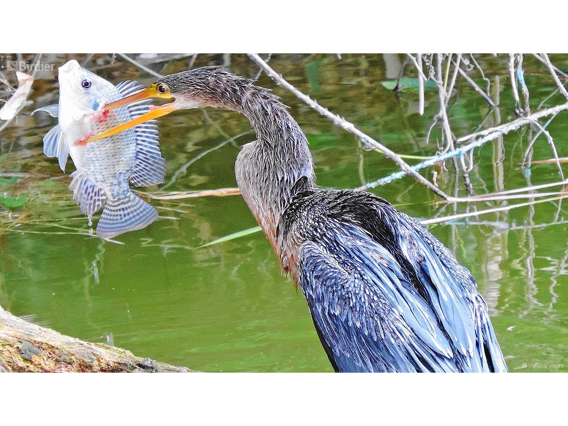 Anhinga anhinga