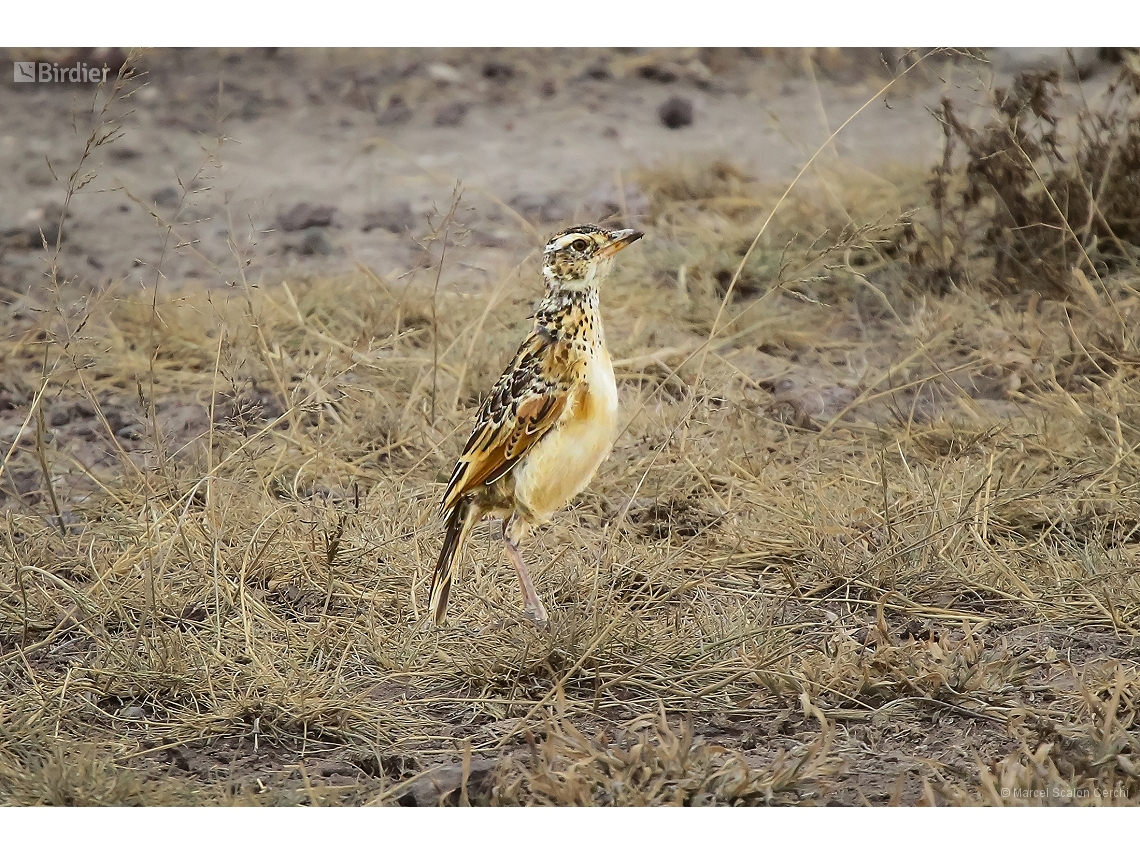 Anthus cinnamomeus