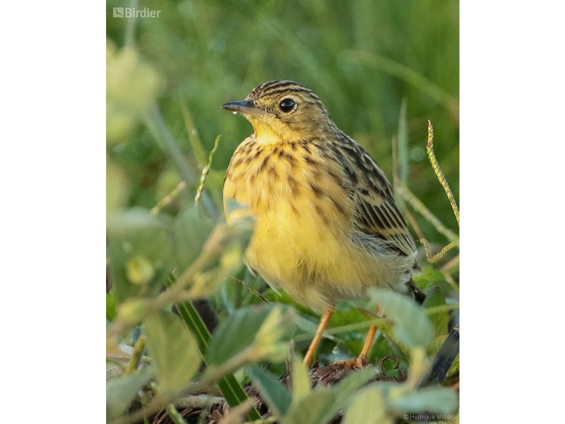 Anthus chii