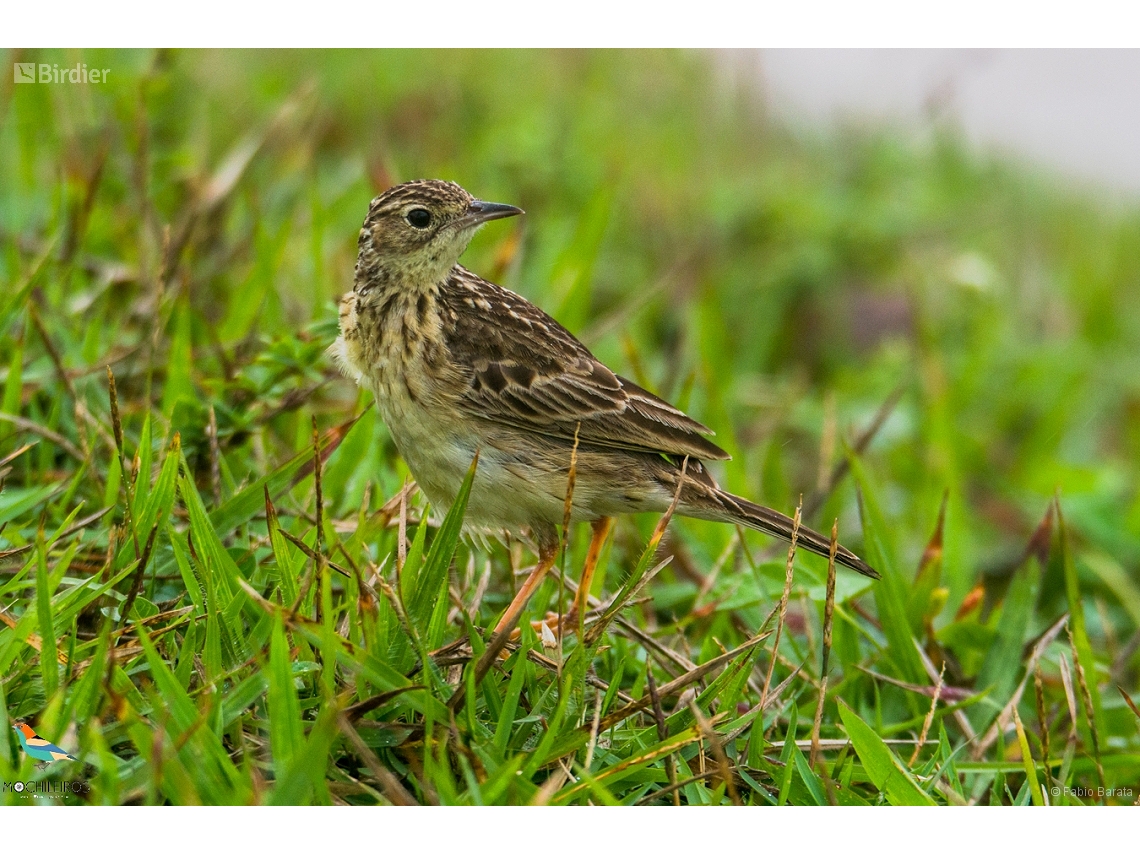 Anthus chii