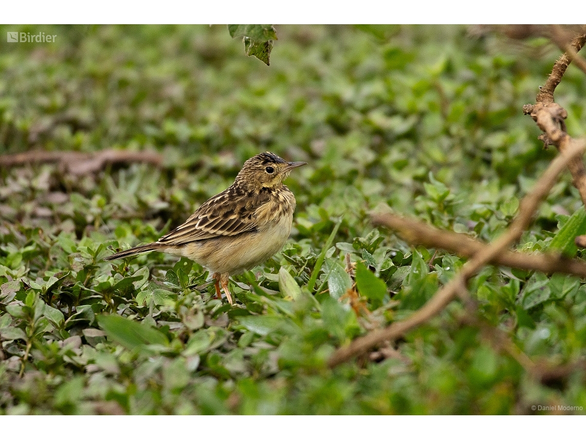 Anthus chii