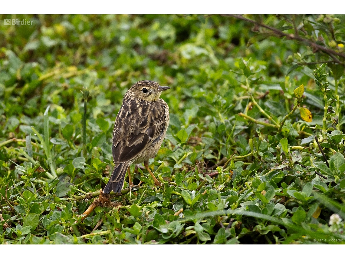 Anthus chii