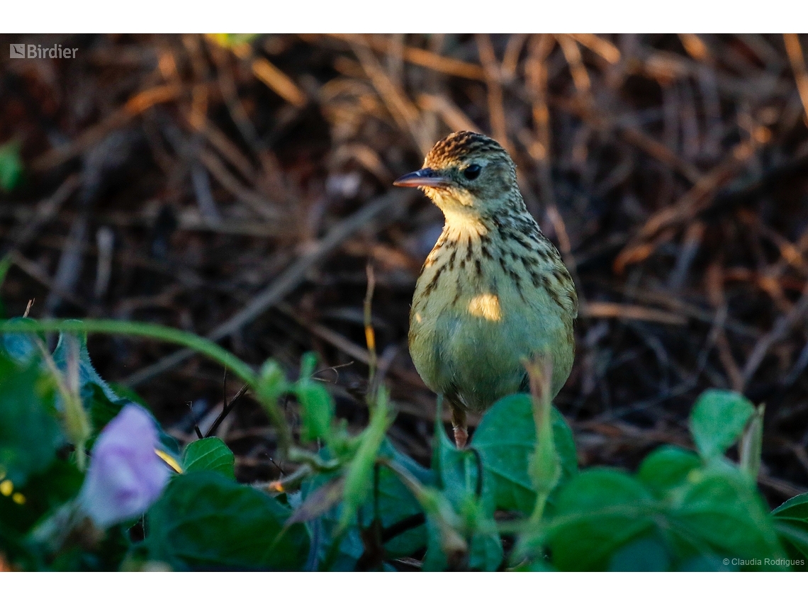Anthus chii