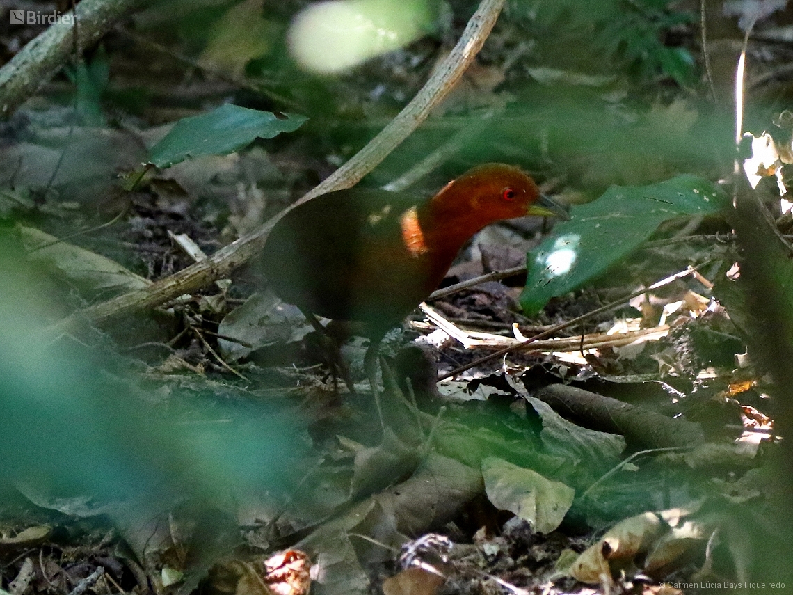 Anurolimnas castaneiceps