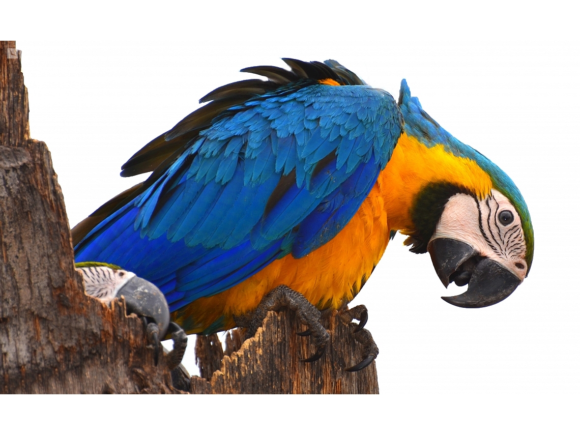Ara ararauna