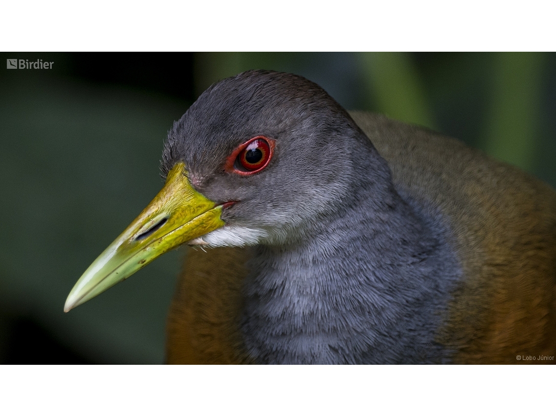 Aramides cajaneus