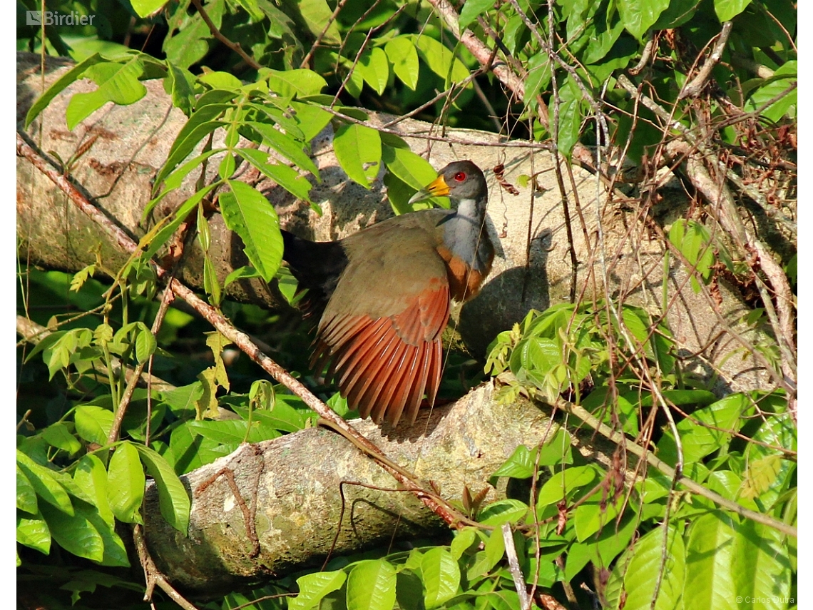 Aramides cajaneus