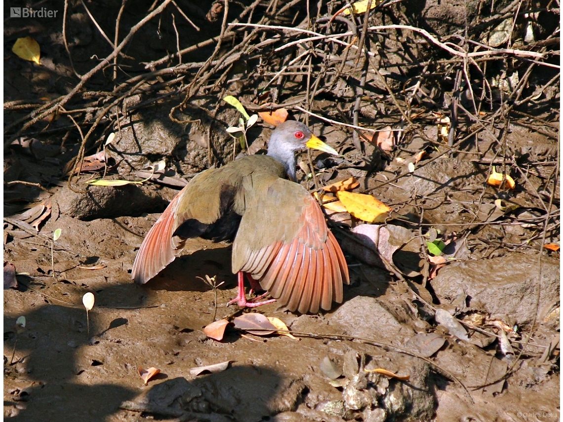 Aramides cajaneus