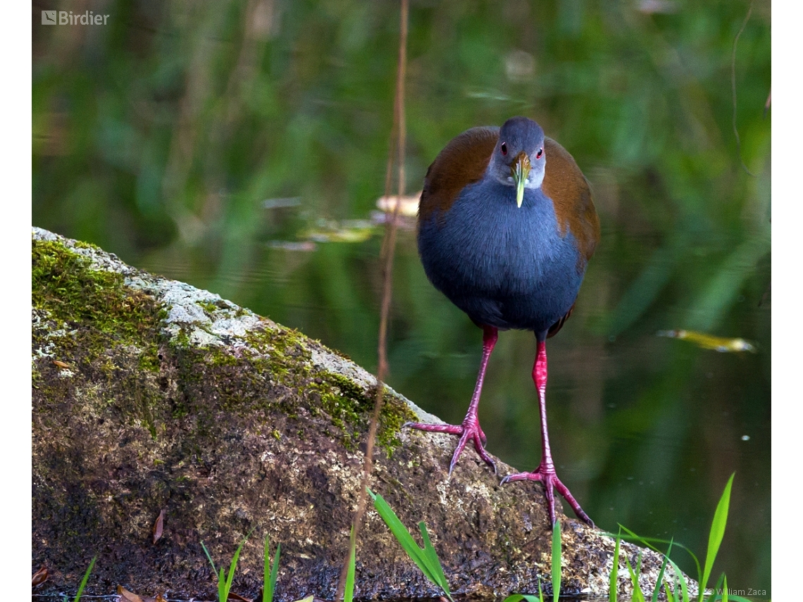 Aramides saracura