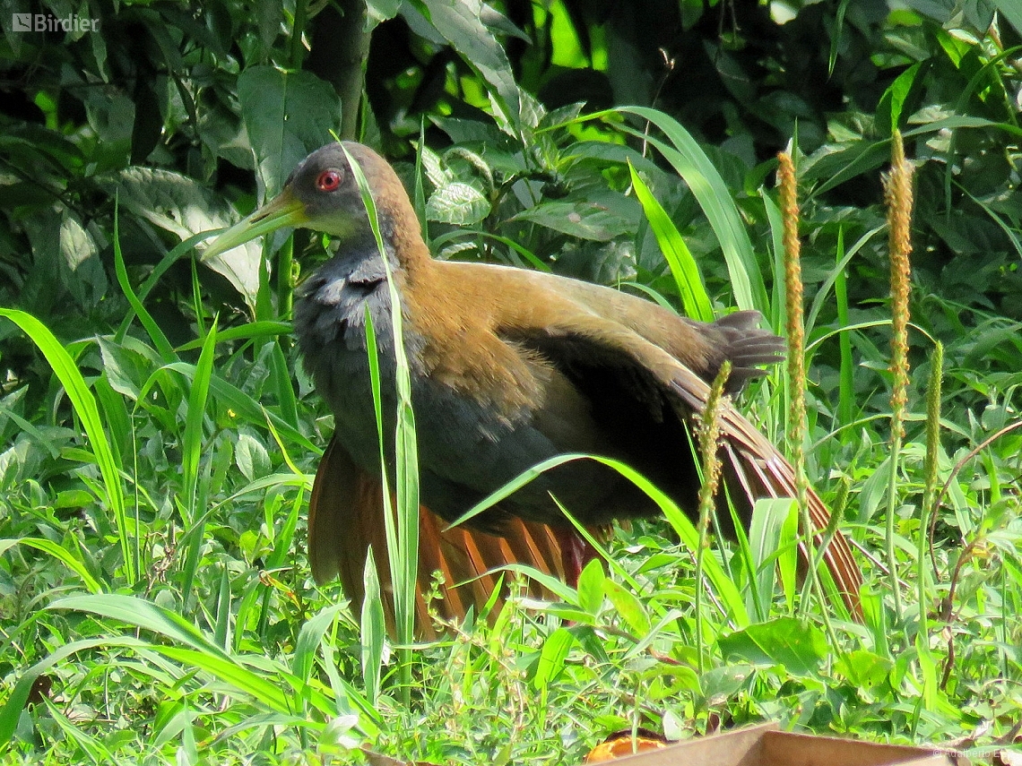 Aramides saracura