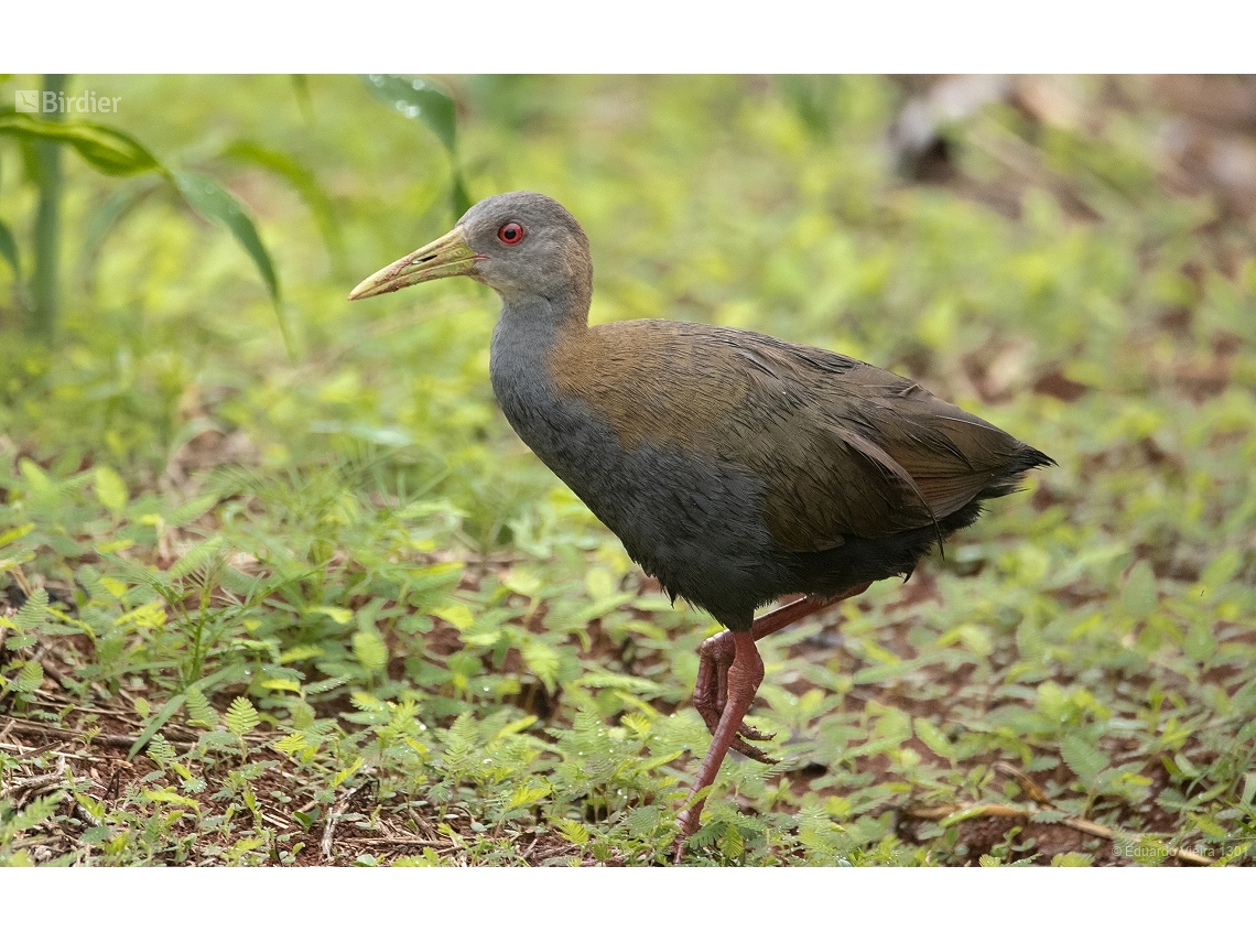 Aramides saracura