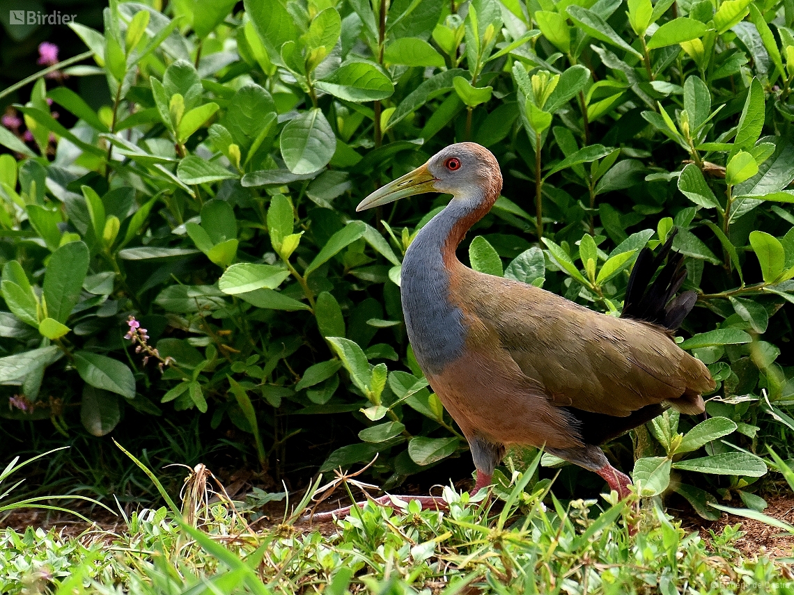 Aramides ypecaha