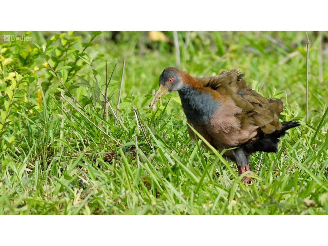 Aramides ypecaha