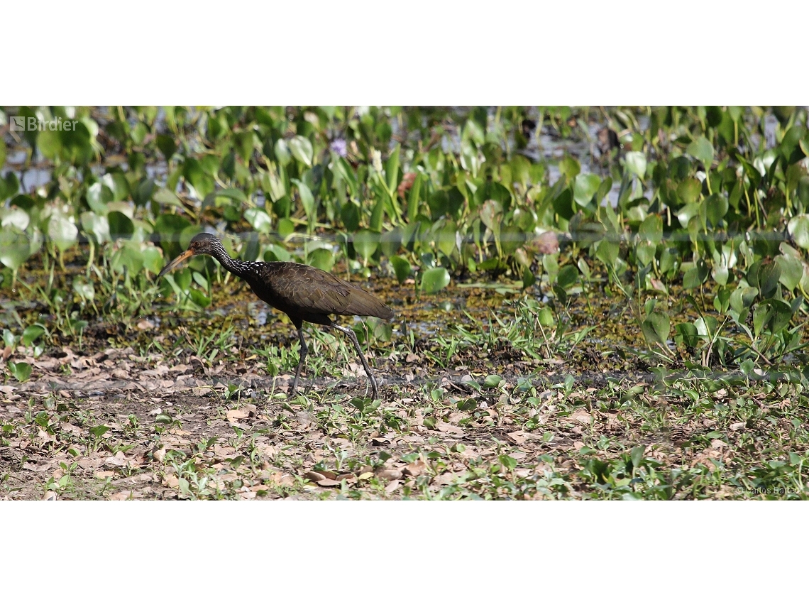 Aramus guarauna