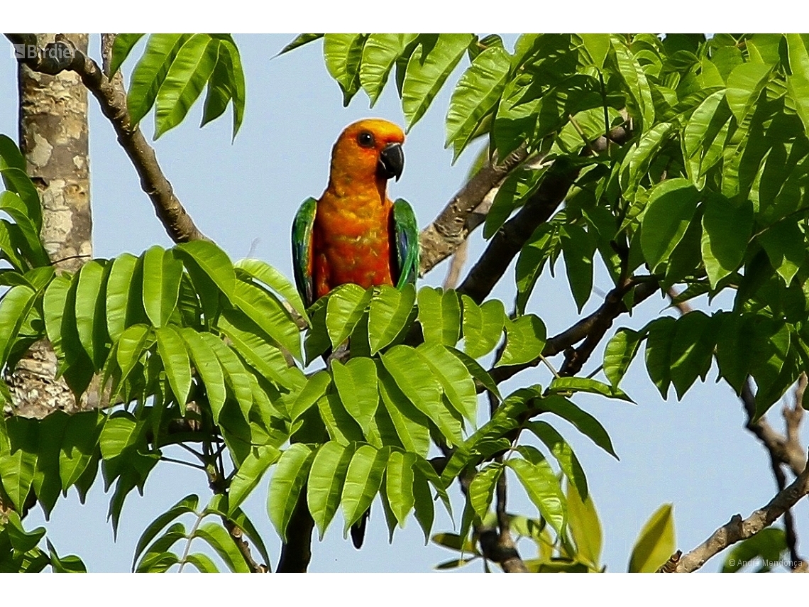 Aratinga jandaya