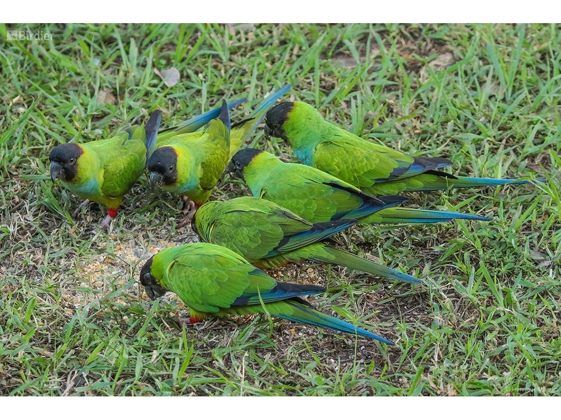 Aratinga nenday
