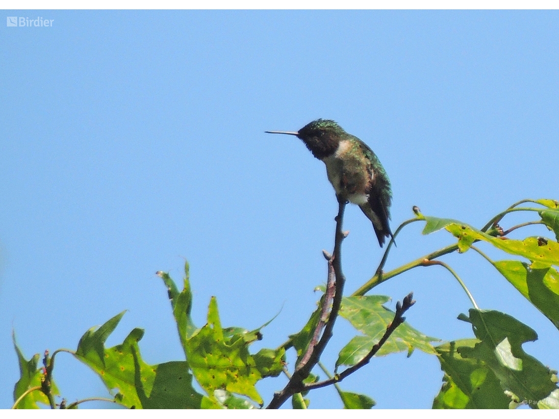 Archilochus colubris