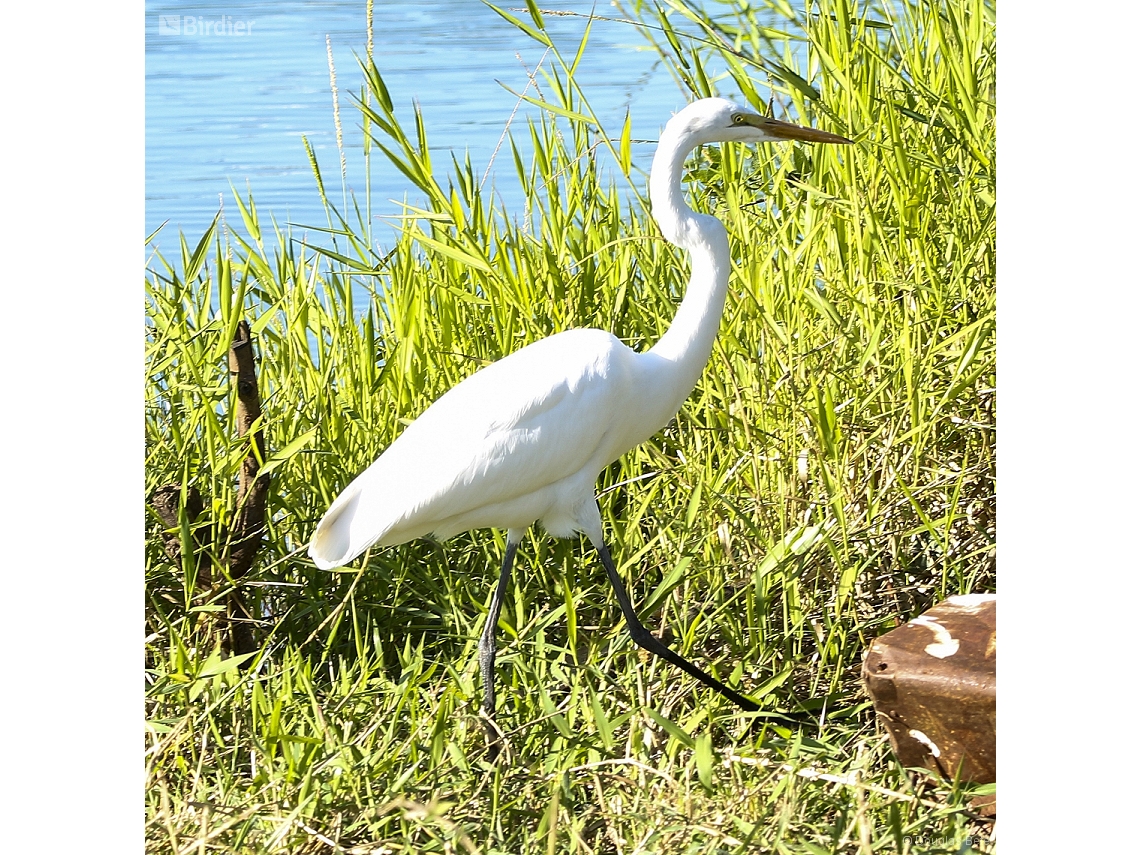 Ardea alba