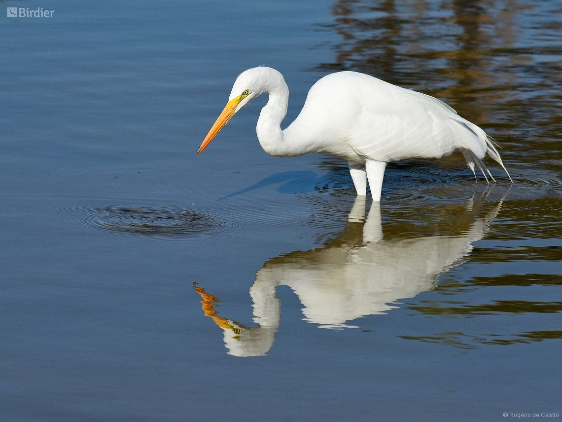 Ardea alba