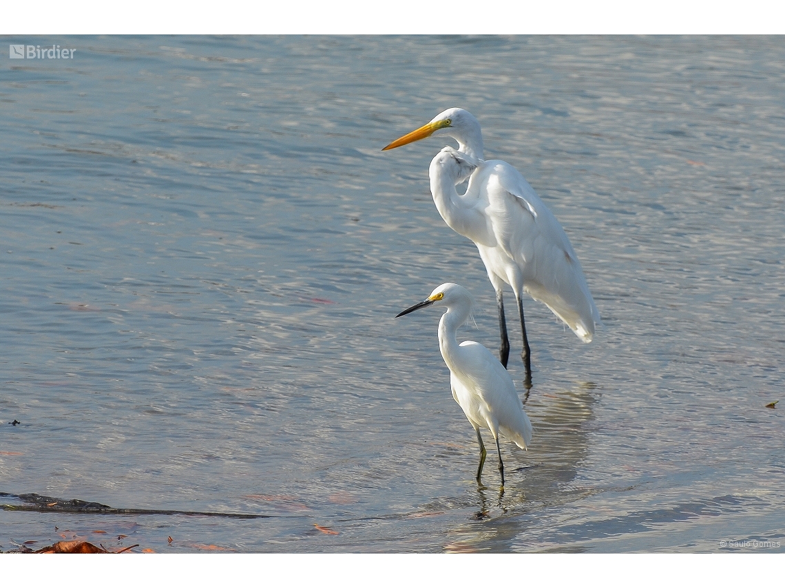 Ardea alba