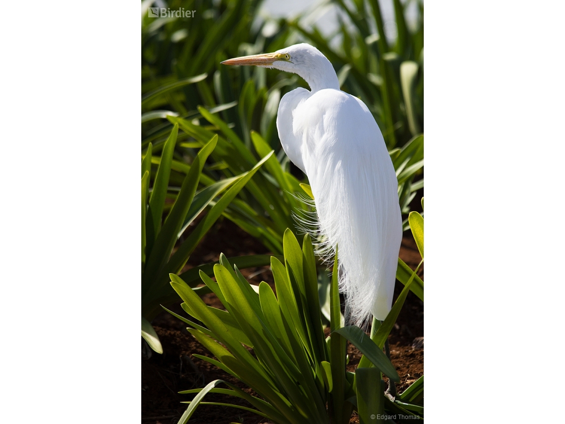 Ardea alba