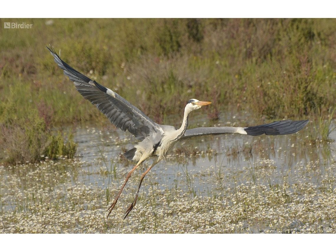 Ardea cinerea