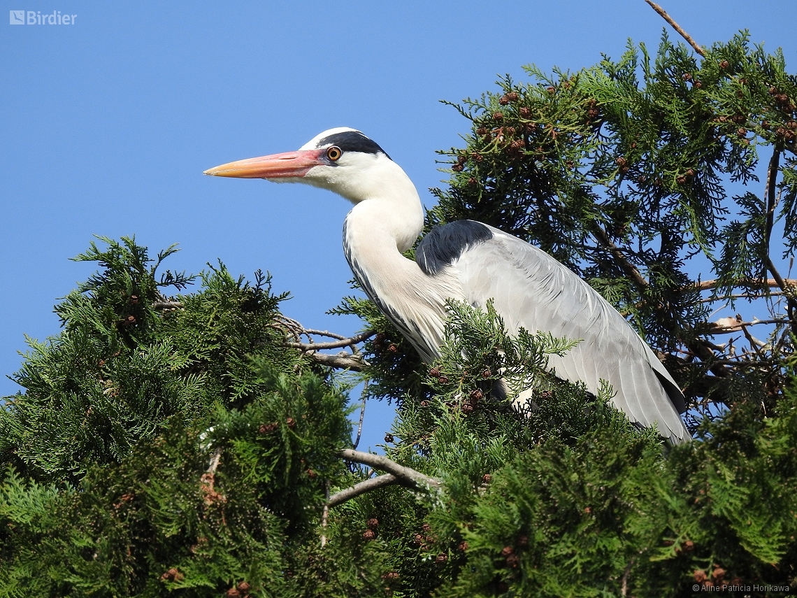 Ardea cinerea