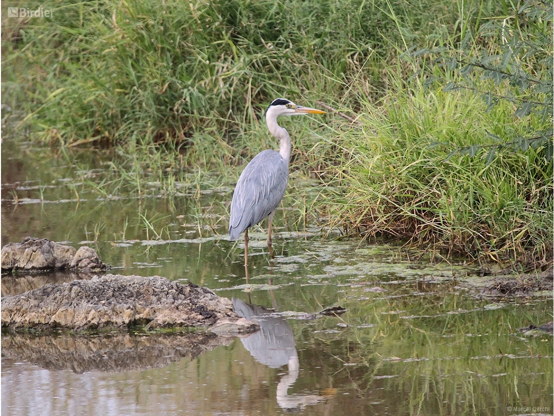 Ardea cinerea
