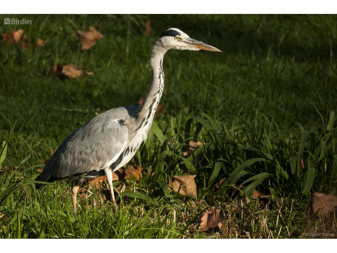 Ardea cinerea