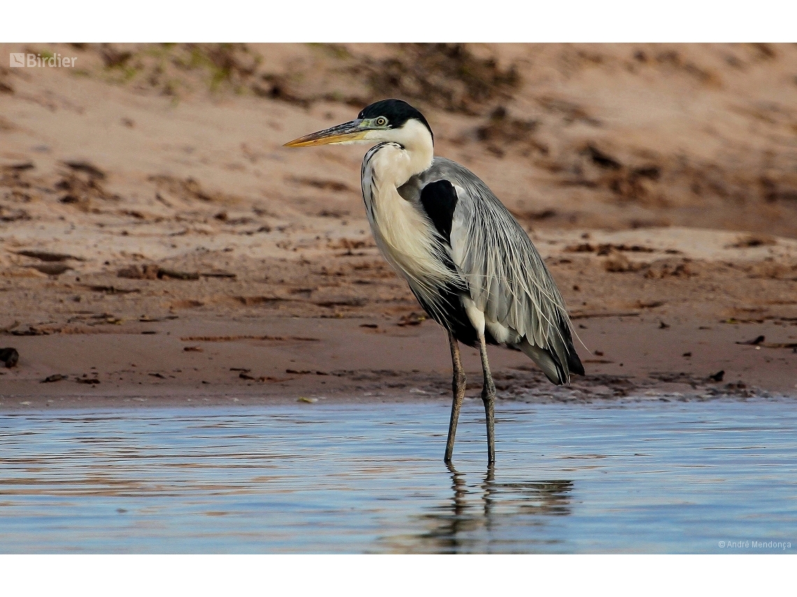 Ardea cocoi