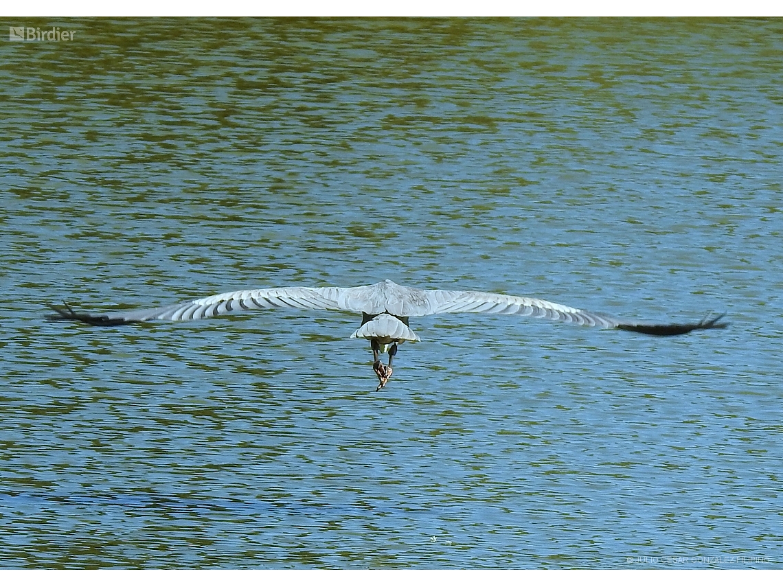 Ardea cocoi