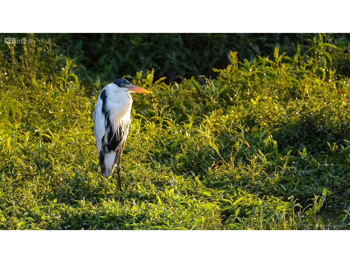 Ardea cocoi