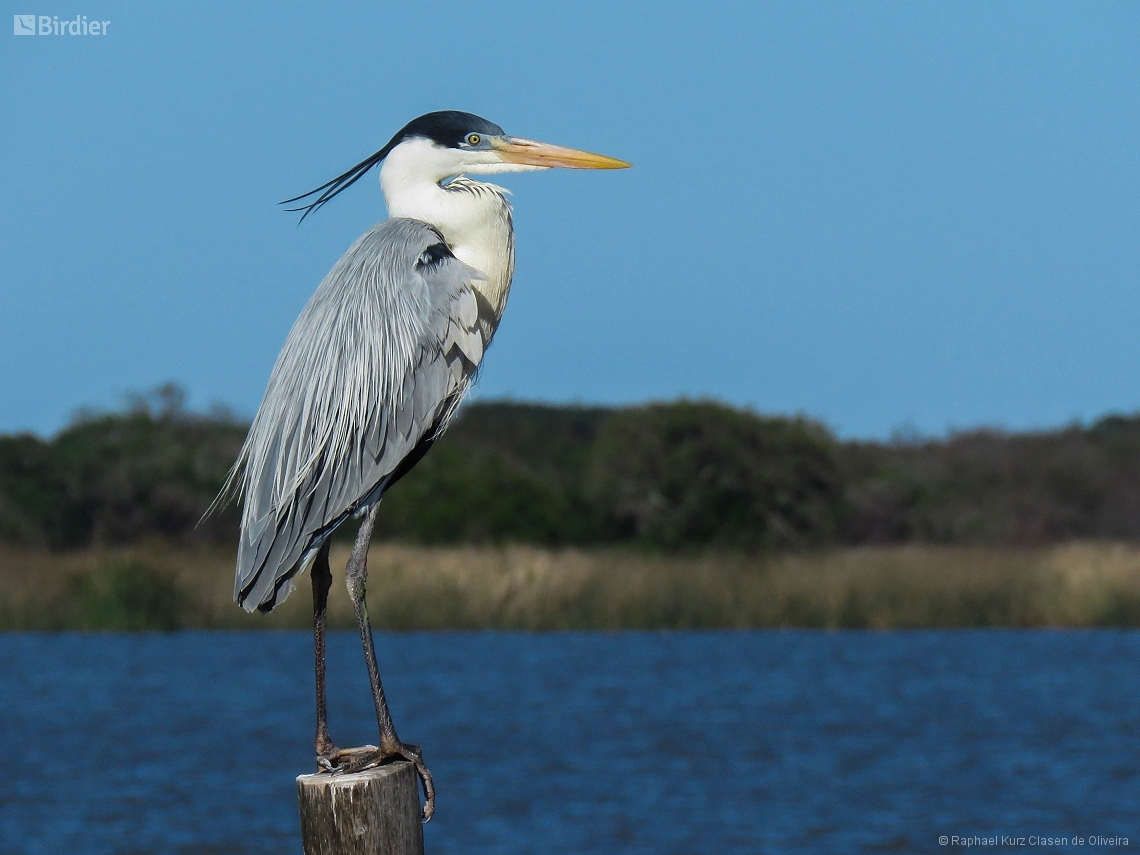 Ardea cocoi