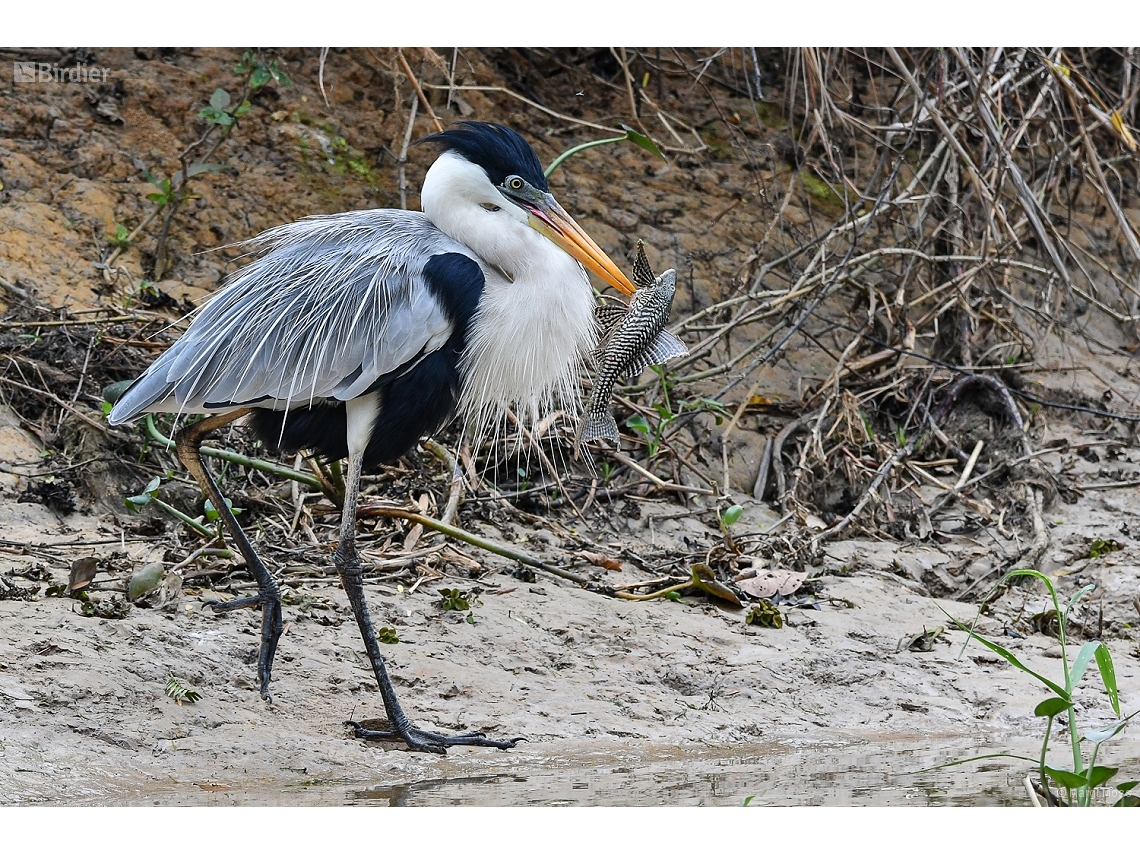 Ardea cocoi