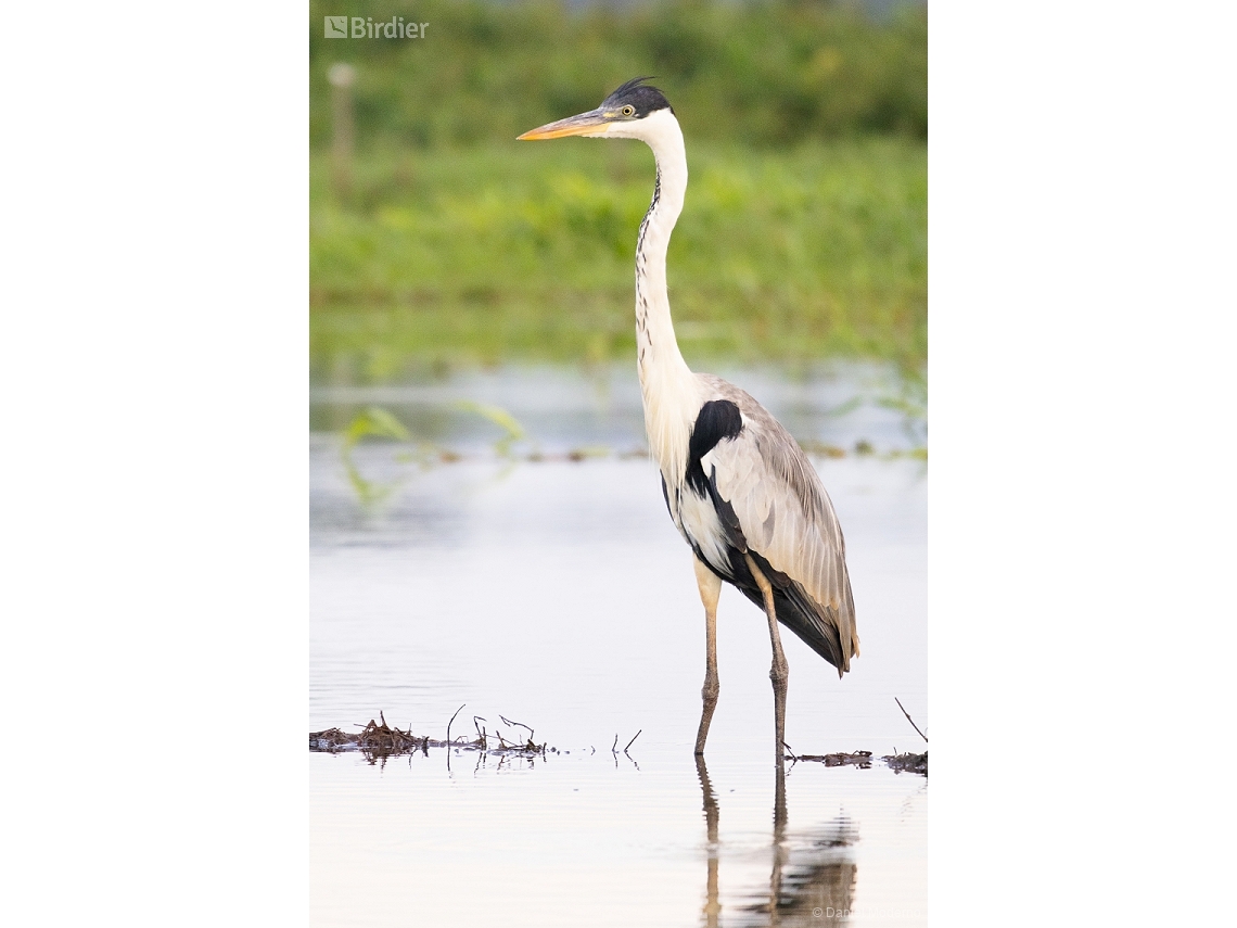 Ardea cocoi