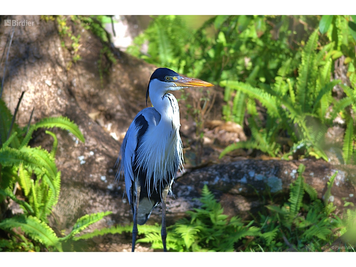 Ardea cocoi