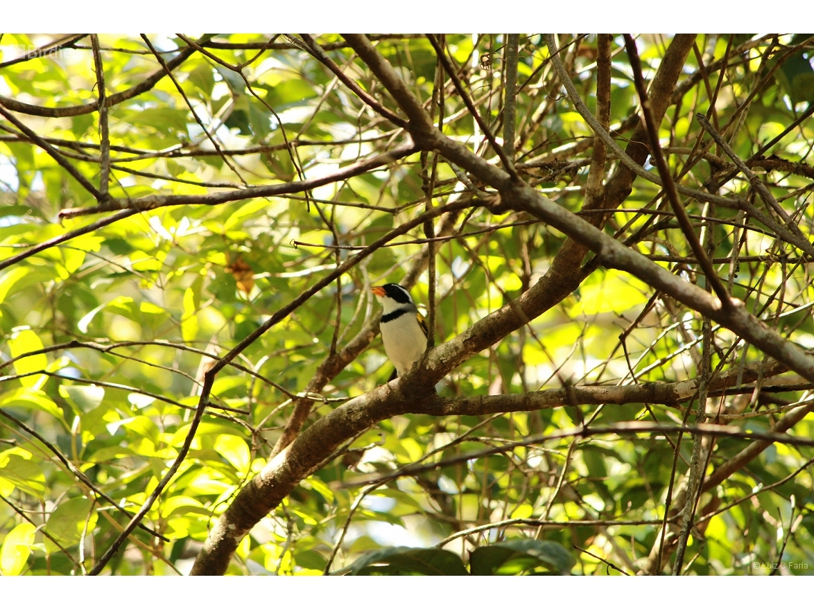 Arremon flavirostris