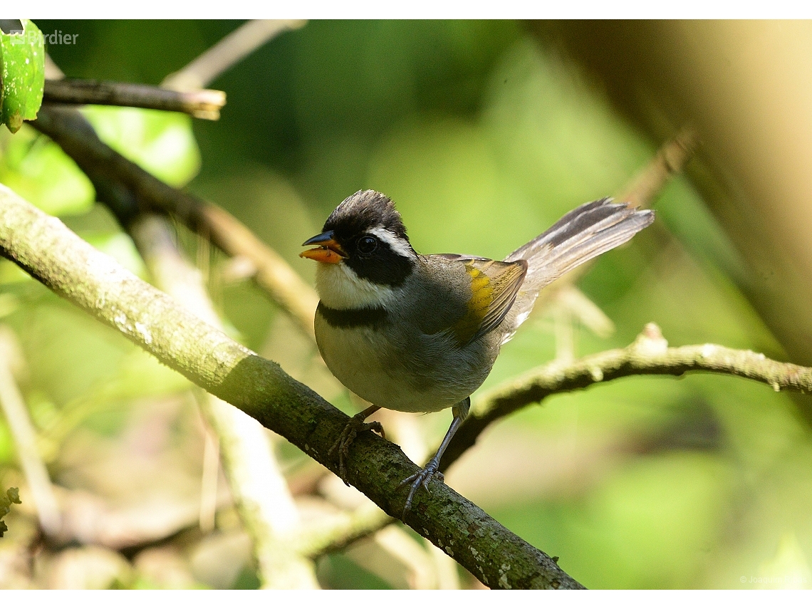 Arremon polionotus