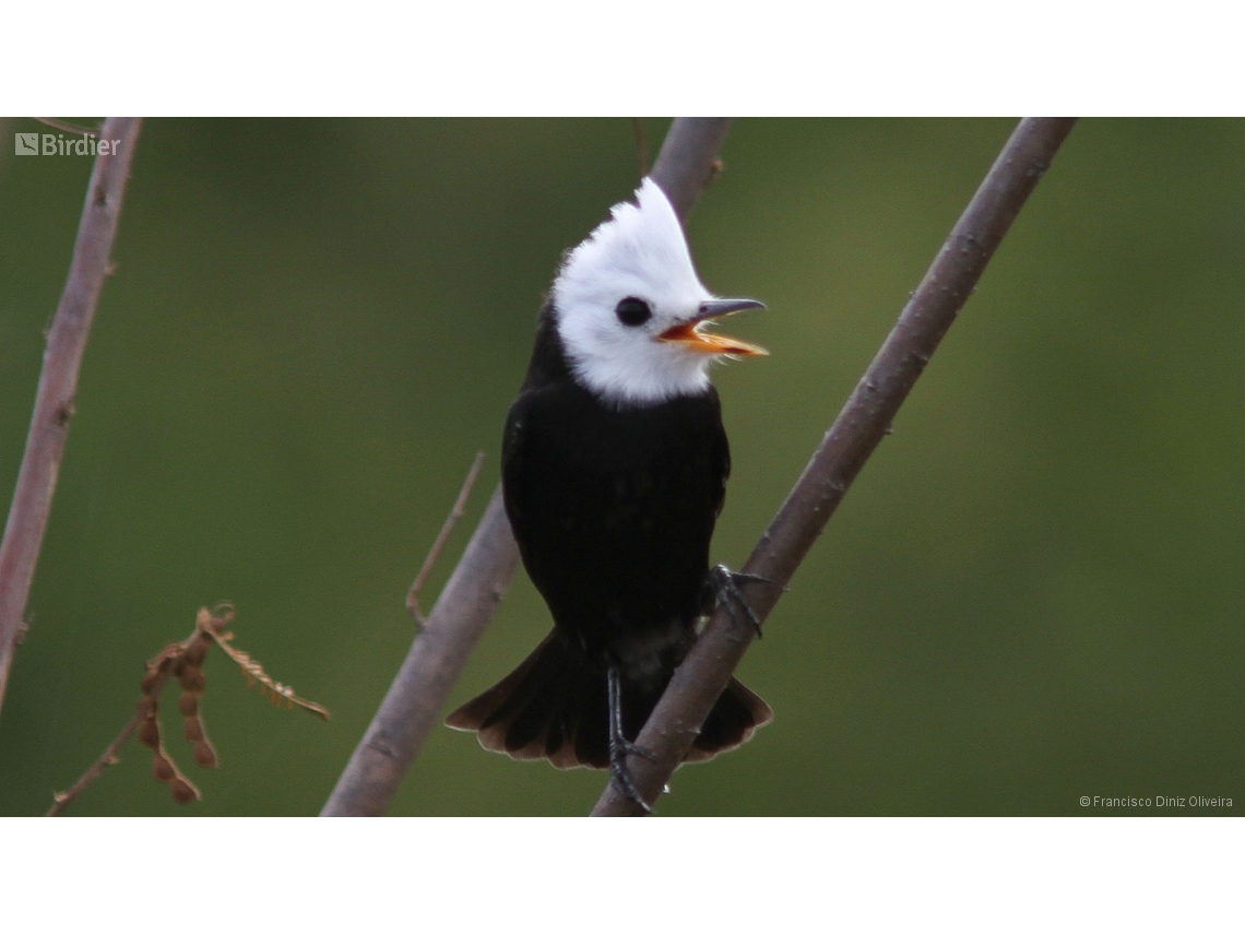 Arundinicola leucocephala