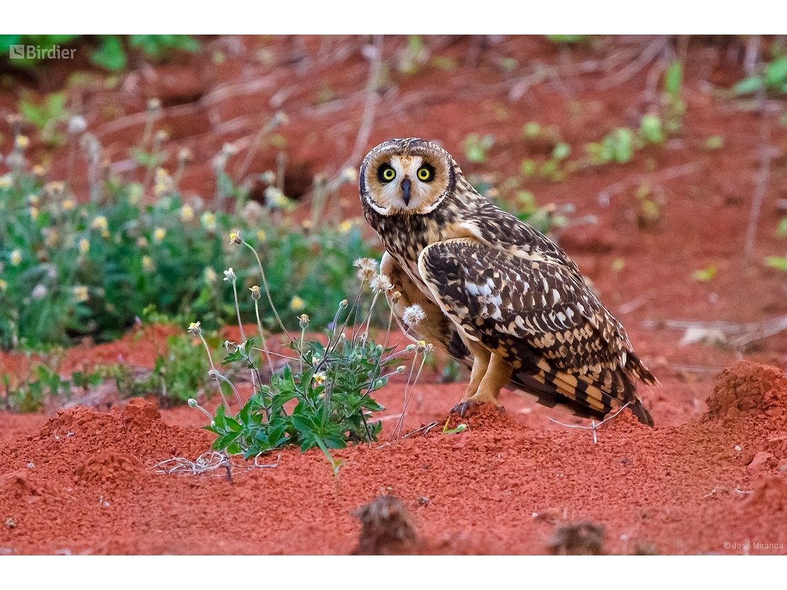 Asio flammeus