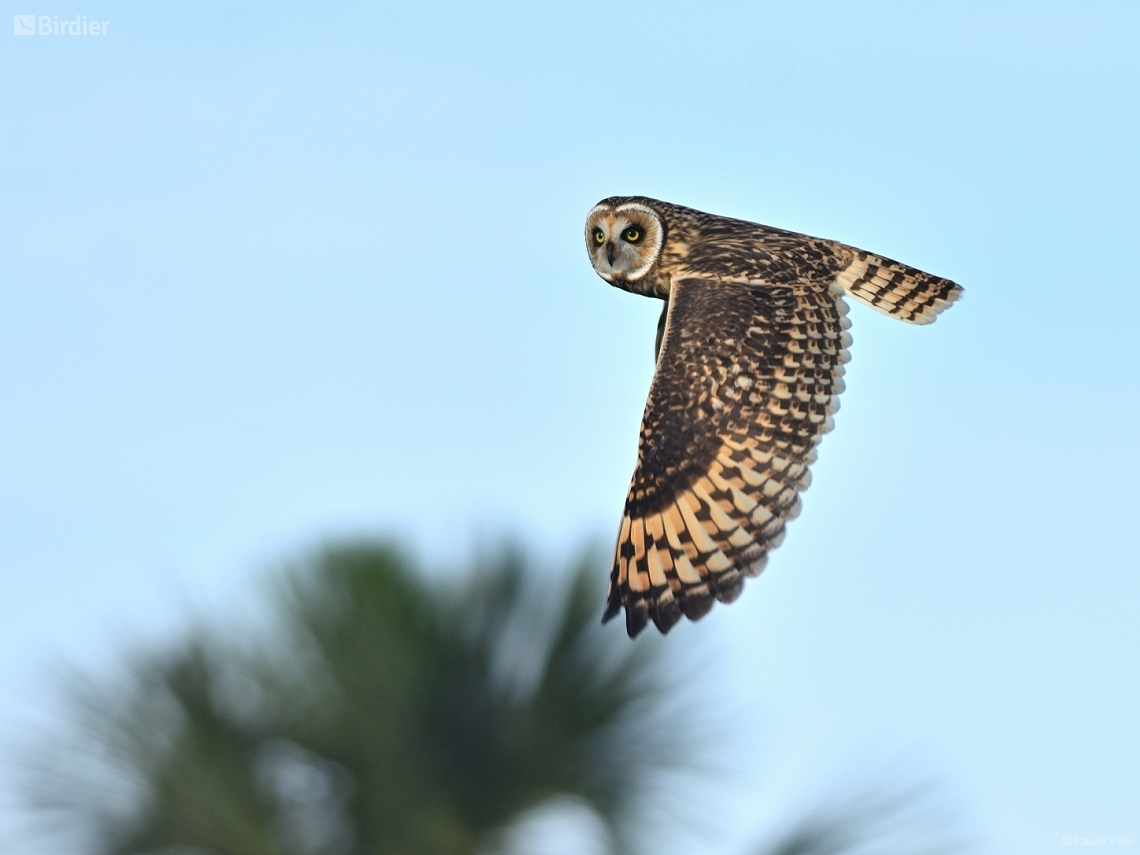 Asio flammeus