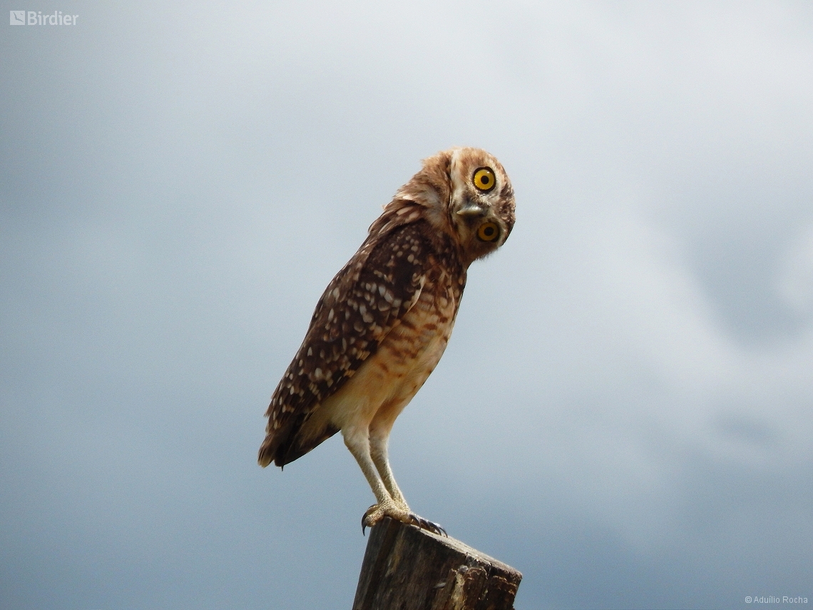 Athene cunicularia