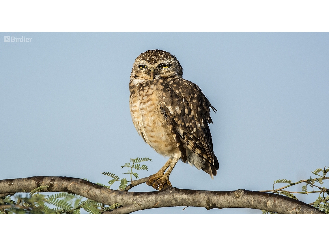 Athene cunicularia