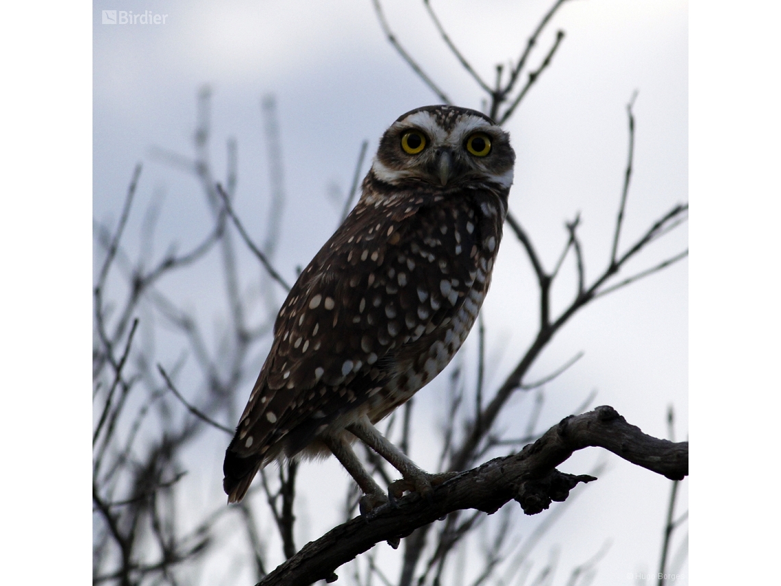Athene cunicularia