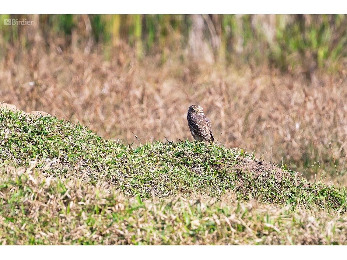 Athene cunicularia