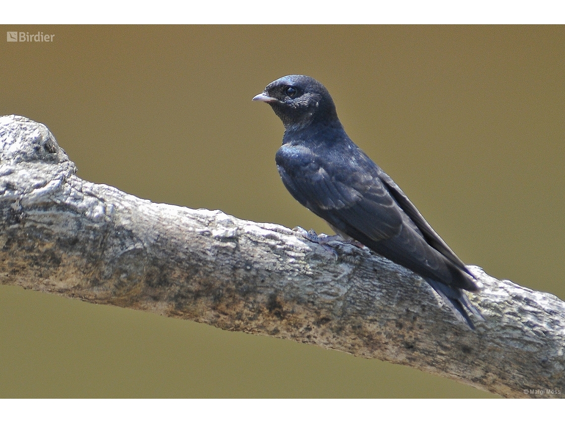 Atticora fasciata
