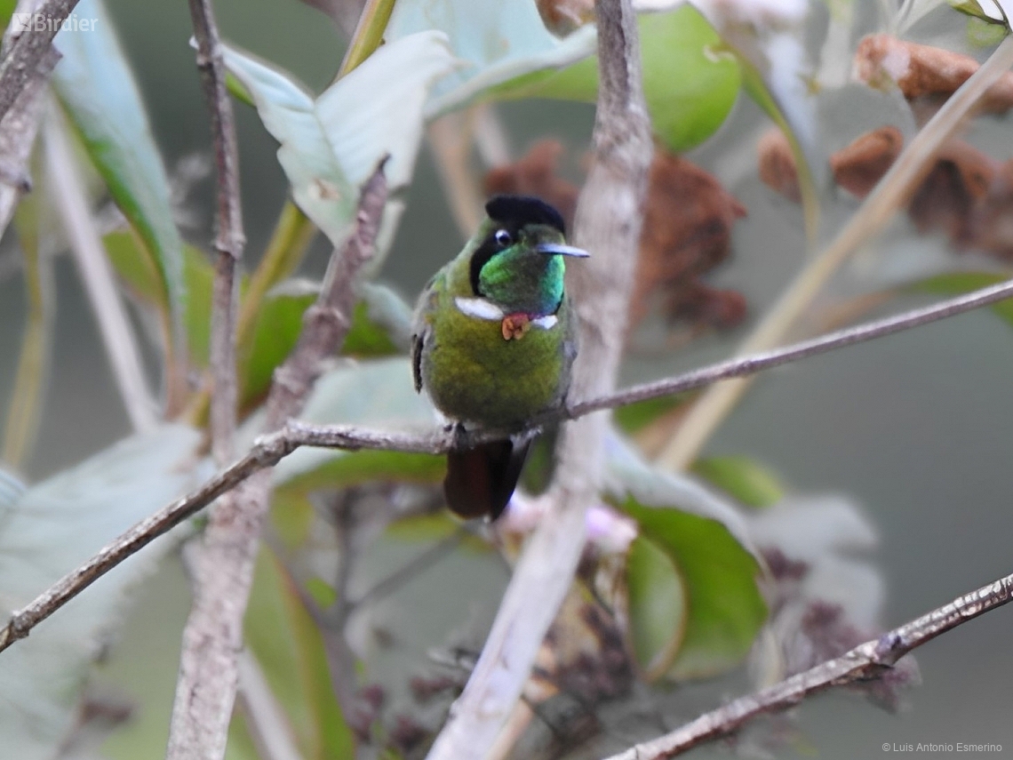 Augastes lumachella